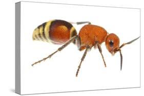 Velvet Ant (Dasymutilla Quadriguttata) Oxford, Mississippi, USA. Meetyourneighbours. Net Project-Jp Lawrence-Stretched Canvas