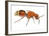 Velvet Ant (Dasymutilla Quadriguttata) Oxford, Mississippi, USA. Meetyourneighbours. Net Project-Jp Lawrence-Framed Photographic Print