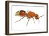 Velvet Ant (Dasymutilla Quadriguttata) Oxford, Mississippi, USA. Meetyourneighbours. Net Project-Jp Lawrence-Framed Photographic Print