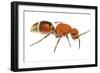 Velvet Ant (Dasymutilla Quadriguttata) Oxford, Mississippi, USA. Meetyourneighbours. Net Project-Jp Lawrence-Framed Photographic Print