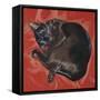 Velvet Cat I (Chat Velours I)-Isy Ochoa-Framed Stretched Canvas