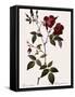 Velvet China Rose-Pierre Joseph Redoute-Framed Stretched Canvas