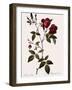 Velvet China Rose-Pierre Joseph Redoute-Framed Giclee Print