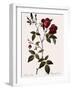 Velvet China Rose-Pierre Joseph Redoute-Framed Giclee Print