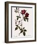 Velvet China Rose-Pierre Joseph Redoute-Framed Giclee Print