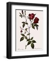 Velvet China Rose-Pierre Joseph Redoute-Framed Giclee Print