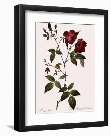 Velvet China Rose-Pierre Joseph Redoute-Framed Giclee Print