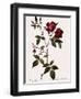 Velvet China Rose-Pierre Joseph Redoute-Framed Giclee Print