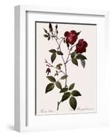 Velvet China Rose-Pierre Joseph Redoute-Framed Giclee Print