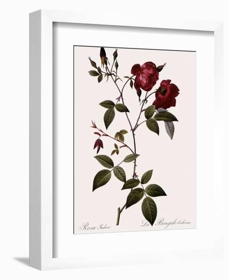 Velvet China Rose-Pierre Joseph Redoute-Framed Giclee Print