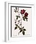 Velvet China Rose-Pierre Joseph Redoute-Framed Giclee Print