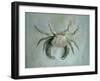 Velvet Crab, 1870-1-John Ruskin-Framed Giclee Print