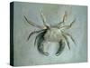 Velvet Crab, 1870-1-John Ruskin-Stretched Canvas