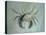 Velvet Crab, 1870-1-John Ruskin-Stretched Canvas