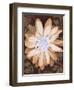 Velvet Daisy 1-Matina Theodosiou-Framed Art Print