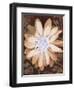 Velvet Daisy 1-Matina Theodosiou-Framed Art Print