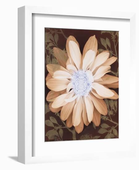 Velvet Daisy 1-Matina Theodosiou-Framed Art Print