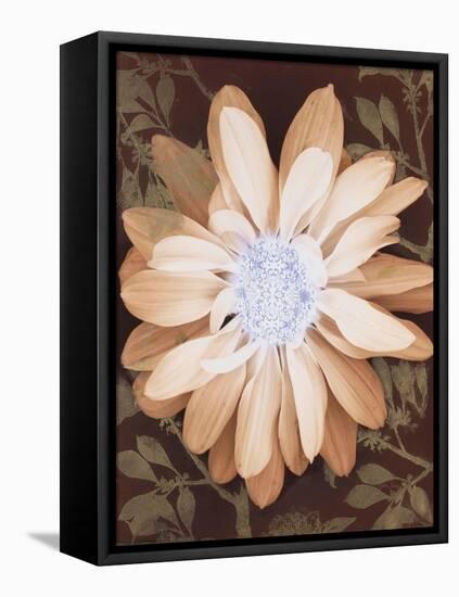 Velvet Daisy 1-Matina Theodosiou-Framed Stretched Canvas