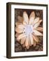 Velvet Daisy 1-Matina Theodosiou-Framed Art Print