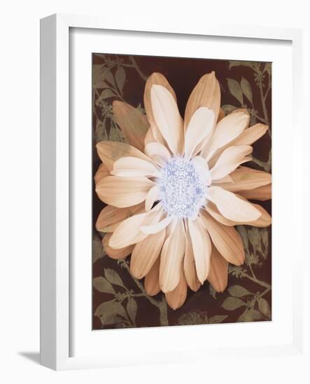 Velvet Daisy 1-Matina Theodosiou-Framed Art Print