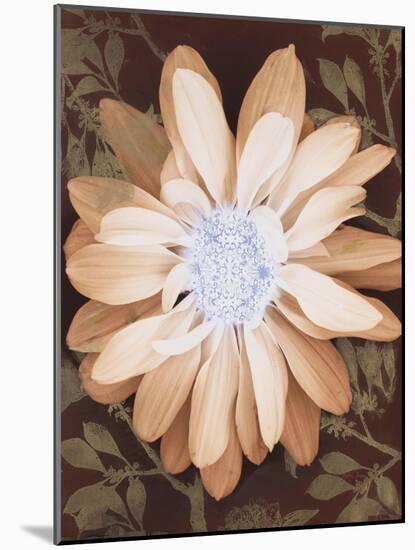 Velvet Daisy 1-Matina Theodosiou-Mounted Art Print