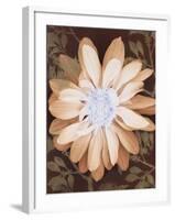 Velvet Daisy 1-Matina Theodosiou-Framed Art Print