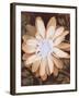 Velvet Daisy 1-Matina Theodosiou-Framed Art Print