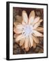 Velvet Daisy 1-Matina Theodosiou-Framed Art Print