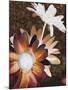 Velvet Daisy 2-Matina Theodosiou-Mounted Art Print