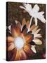 Velvet Daisy 2-Matina Theodosiou-Stretched Canvas