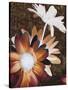 Velvet Daisy 2-Matina Theodosiou-Stretched Canvas