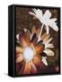 Velvet Daisy 2-Matina Theodosiou-Framed Stretched Canvas