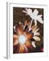 Velvet Daisy 2-Matina Theodosiou-Framed Art Print