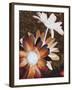 Velvet Daisy 2-Matina Theodosiou-Framed Art Print