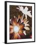 Velvet Daisy 2-Matina Theodosiou-Framed Art Print