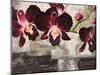 Velvet Orchids-Shin Mills-Mounted Art Print