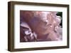 Velvet Peony I-Michelle Calkins-Framed Photo