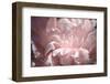 Velvet Peony II-Michelle Calkins-Framed Photo