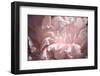 Velvet Peony II-Michelle Calkins-Framed Photo