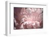 Velvet Peony II-Michelle Calkins-Framed Photo