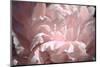 Velvet Peony II-Michelle Calkins-Mounted Photo