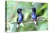 Velvet-Purple Coronet Hummingbird-duelune-Stretched Canvas