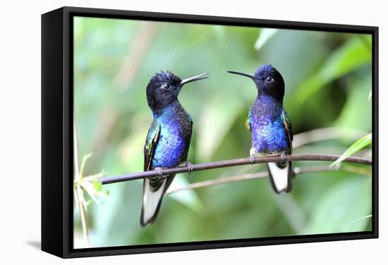 Velvet-Purple Coronet Hummingbird-duelune-Framed Stretched Canvas