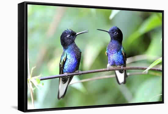Velvet-Purple Coronet Hummingbird-duelune-Framed Stretched Canvas