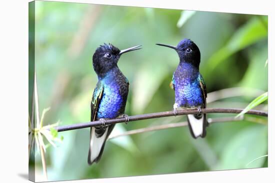 Velvet-Purple Coronet Hummingbird-duelune-Stretched Canvas