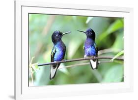 Velvet-Purple Coronet Hummingbird-duelune-Framed Photographic Print