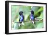 Velvet-Purple Coronet Hummingbird-duelune-Framed Photographic Print