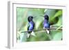 Velvet-Purple Coronet Hummingbird-duelune-Framed Photographic Print