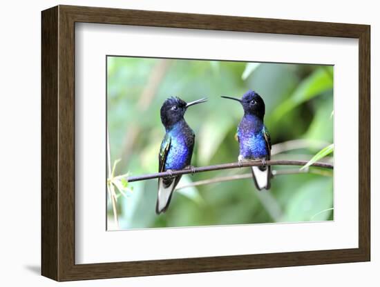 Velvet-Purple Coronet Hummingbird-duelune-Framed Photographic Print