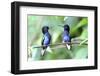 Velvet-Purple Coronet Hummingbird-duelune-Framed Photographic Print